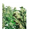 Feminized Mix