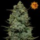 Cookies Kush