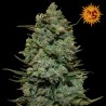 Cookies Kush