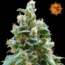 Vainilla Kush