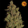 CBD Critical Cure feminizadas de Barney's Farm