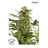 Polar Ligth 2 (3 semillas)