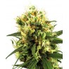 White Haze Auto (3 semillas)