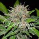 deep mandarin CBD de Delicious Seeds