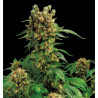 California Hashplant feminizadas de Dinafem Seeds