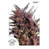 Purple 1