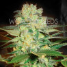 Afghan Kush x White Widow (3 semillas) feminizadas de World of...
