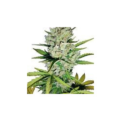 Super Skunk Automatic de White Label