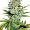 Super Skunk Automatic de White Label