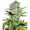 Super Skunk Automatic de White Label