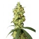 White Widow Automatic (3 semillas)