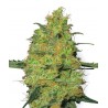 Master Kush (3 semillas)
