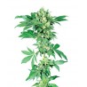 Afghani 1 (10 semillas regulares)