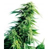 Hindu Kush, 10 semillas regulares