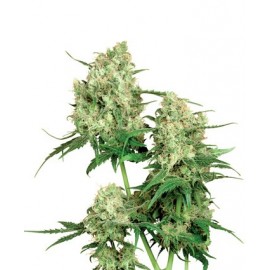 Maple Leaf Indica, 10 semillas regulares