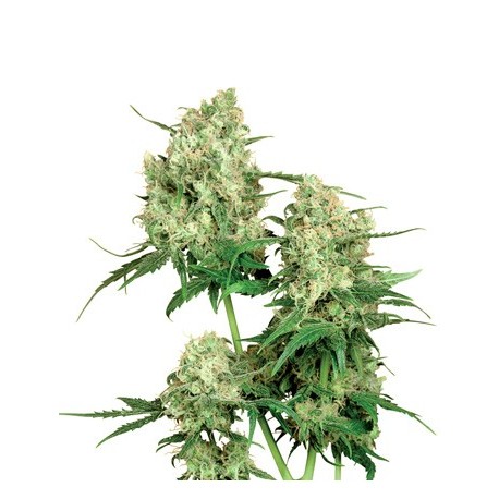 Maple Leaf Indica, 10 semillas regulares