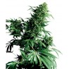 Shiva Shanti, 10 semillas regulares