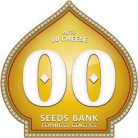 Auto 00 Cheese (5 semillas)