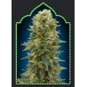 Auto Afghan Mass
