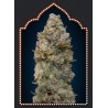 Chocolate Skunk