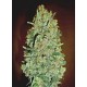 Chocolate Skunk
