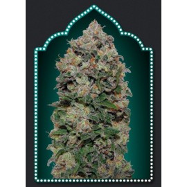 Semillas Northern Light de 00 Seeds