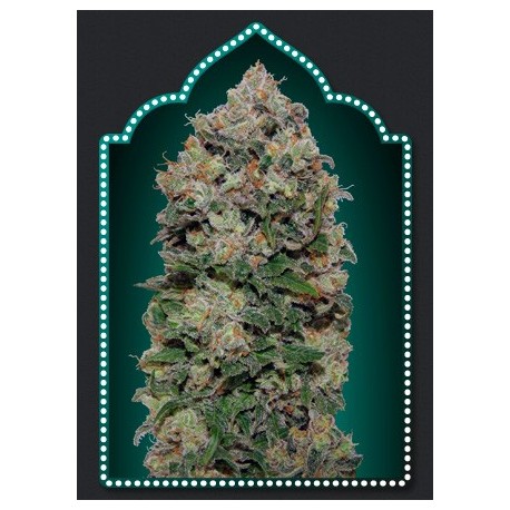 Semillas Northern Light de 00 Seeds