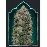 Northern Lights