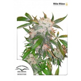 White Widow original de Dutch Passion