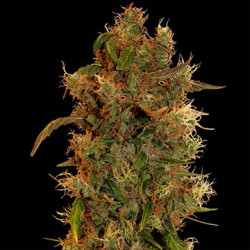 8 Ball Kush feminizadas de Barney's Farm