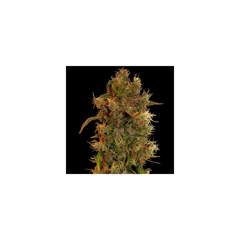 8 Ball Kush feminizadas de Barney's Farm