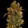 8 Ball Kush feminizadas de Barney's Farm
