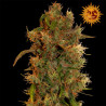 8 Ball Kush feminizadas de Barney's Farm