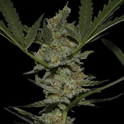 Acapulco Gold feminizadas de Barney's Farm