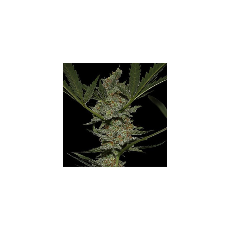 Acapulco Gold feminizadas de Barney's Farm