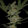 Acapulco Gold feminizadas de Barney's Farm