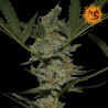 Acapulco Gold feminizadas de Barney's Farm