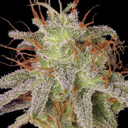 Amnesia Lemon feminizadas de Barney's Farm