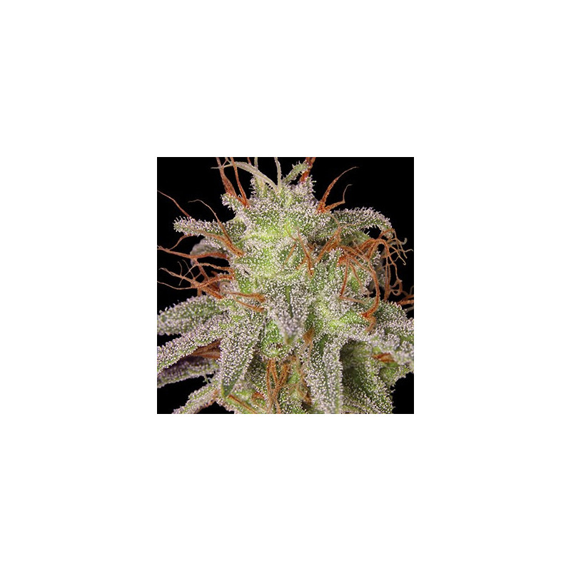 Amnesia Lemon feminizadas de Barney's Farm