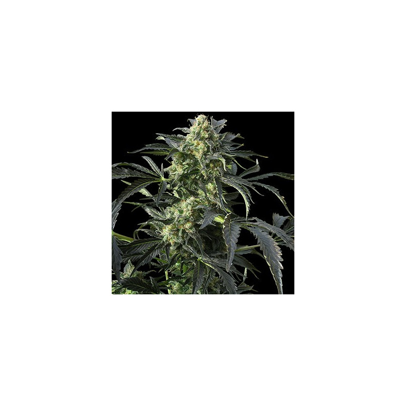 Crimea Blue feminizadas de Barney's Farm