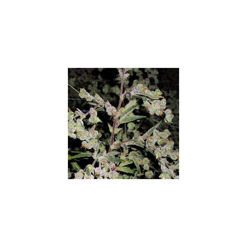 Dr Grinspoon feminizadas de Barney's Farm