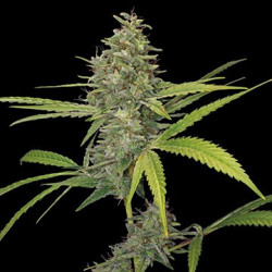 G13 Haze feminizadas de Barney's Farm