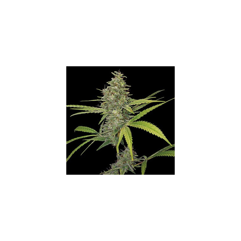 G13 Haze feminizadas de Barney's Farm