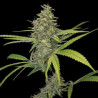 G13 Haze feminizadas de Barney's Farm
