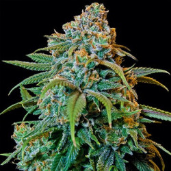 Liberty Haze feminizadas de Barney's Farm