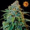 Liberty Haze