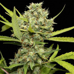 Pineapple Chunk feminizadas de Barney's Farm