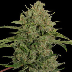 Triple Cheese feminizadas de Barney's Farm