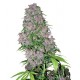 Purple Bud de White Label