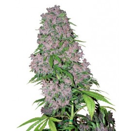 Purple Bud